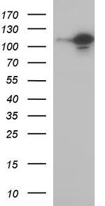 MCM6 Antibody in Western Blot (WB)