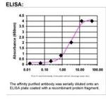 WNT8A Antibody in ELISA (ELISA)