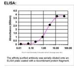 Decorin Antibody in ELISA (ELISA)