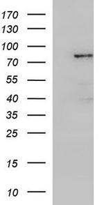 FGD4 Antibody in Western Blot (WB)