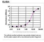 PIK3AP1 Antibody in ELISA (ELISA)