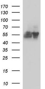 CD147 Antibody in Western Blot (WB)