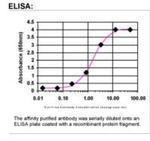 Fibronectin Antibody in ELISA (ELISA)