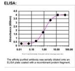 EGFR Antibody in ELISA (ELISA)