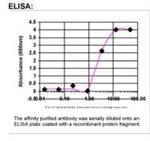 EGFR Antibody in ELISA (ELISA)