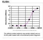 IGSF22 Antibody in ELISA (ELISA)