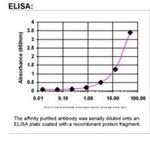 EPHA10 Antibody in ELISA (ELISA)
