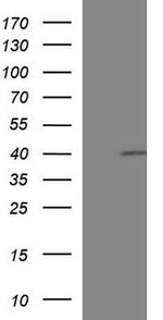 Fas Antibody in Western Blot (WB)
