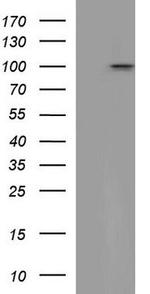 VCAM1 Antibody in Western Blot (WB)