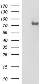 VCAM1 Antibody in Western Blot (WB)