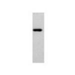 DCLK3 Antibody in Western Blot (WB)