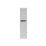 PCDH15 Antibody in Western Blot (WB)