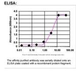 MRPL41 Antibody in ELISA (ELISA)