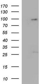 Protocadherin alpha-9 Antibody in Western Blot (WB)