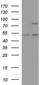 PCDHB15 Antibody in Western Blot (WB)
