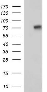 EFHC1 Antibody in Western Blot (WB)