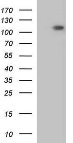 GRID1 Antibody in Western Blot (WB)