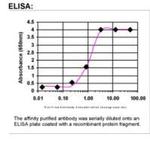 ARMCX1 Antibody in ELISA (ELISA)