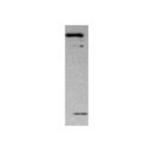 MMP17 Antibody in Western Blot (WB)