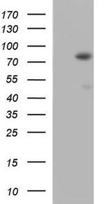 ANKRD6 Antibody in Western Blot (WB)