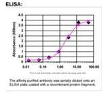 FIG4 Antibody in ELISA (ELISA)