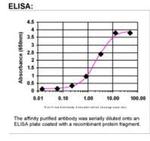 Cullin-7 Antibody in ELISA (ELISA)
