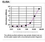 MYH Antibody in ELISA (ELISA)