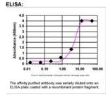 BRCA1 Antibody in ELISA (ELISA)