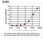 BRCA1 Antibody in ELISA (ELISA)