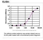 BRCA1 Antibody in ELISA (ELISA)