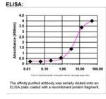 Sumo 2 Antibody in ELISA (ELISA)