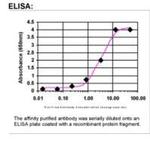 HIVEP2 Antibody in ELISA (ELISA)