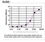 BCAS2 Antibody in ELISA (ELISA)