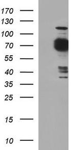 TLE 1 Antibody in Western Blot (WB)