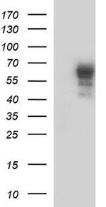 NAP1L3 Antibody in Western Blot (WB)