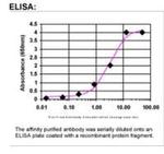 Dishevelled 3 Antibody in ELISA (ELISA)