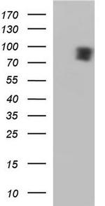 MAP7 Antibody in Western Blot (WB)