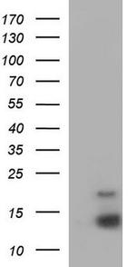 EIF4EBP3 Antibody in Western Blot (WB)