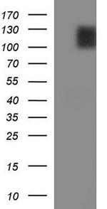 CD22 Antibody in Western Blot (WB)
