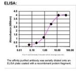 HDAC2 Antibody in ELISA (ELISA)