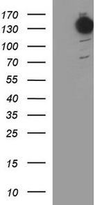 BAT3 Antibody in Western Blot (WB)