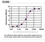 PSCD4 Antibody in ELISA (ELISA)
