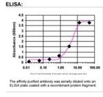 CDNF Antibody in ELISA (ELISA)