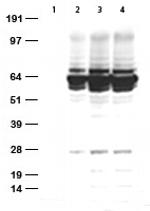 HA tag Antibody in Western Blot (WB)