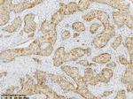 GS (GLUL) Antibody in Immunohistochemistry (Paraffin) (IHC (P))
