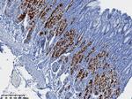 MUC6 Antibody in Immunohistochemistry (Paraffin) (IHC (P))