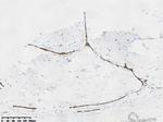 E-Cadherin (CDH1) Antibody in Immunohistochemistry (Paraffin) (IHC (P))