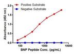 BNP Antibody in ELISA (ELISA)