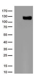 ACE2 Antibody in Western Blot (WB)
