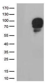 SIRP alpha (SIRPA) Antibody in Western Blot (WB)